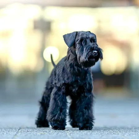 Zenit Budget Basicinn Ext Prive Bathroom * Olhão